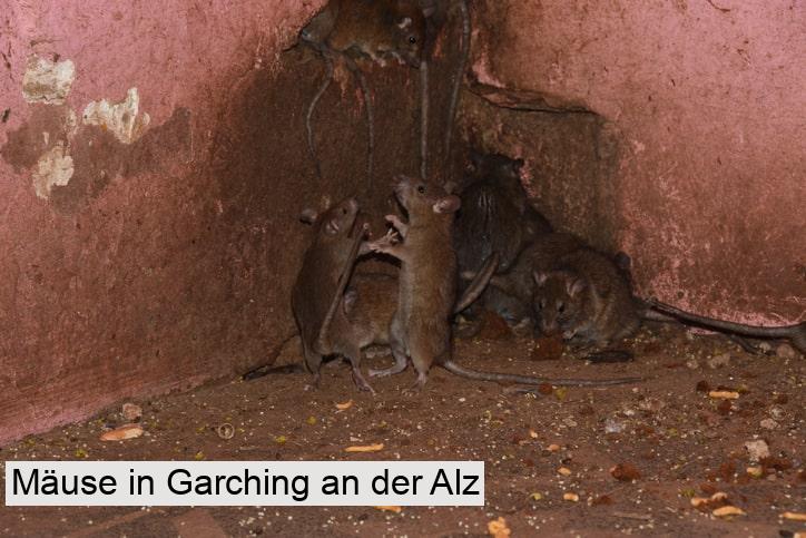 Mäuse in Garching an der Alz